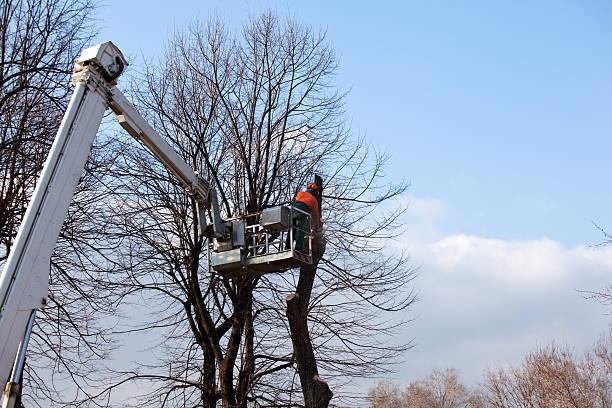 Best Stump Grinding and Removal  in USA